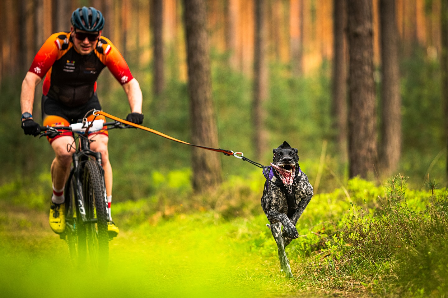 treningi kolarskie opieka trenerska